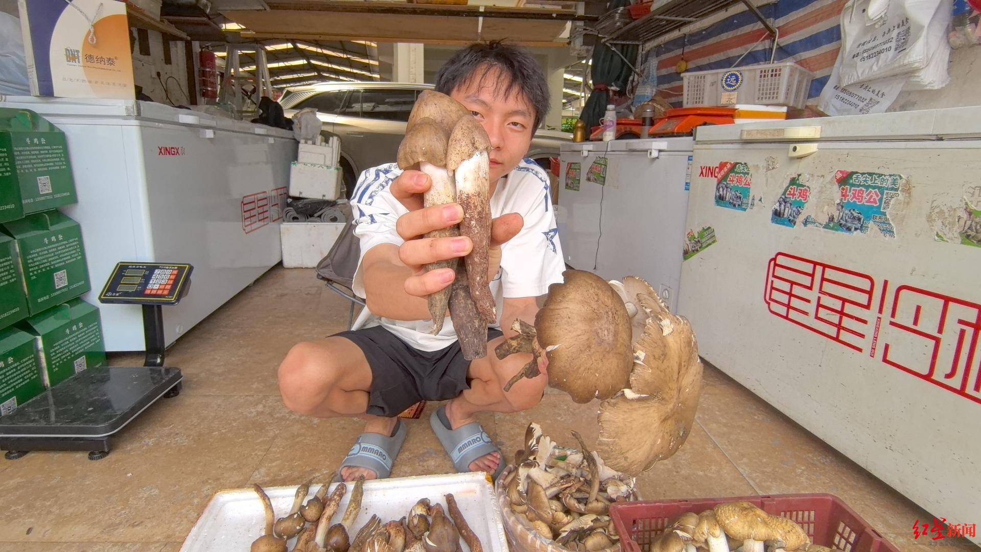 皇冠信用网在线开户_“天价”鸡枞调查:最贵卖到1800元/公斤!雨水少致产量低皇冠信用网在线开户,多地价高客少