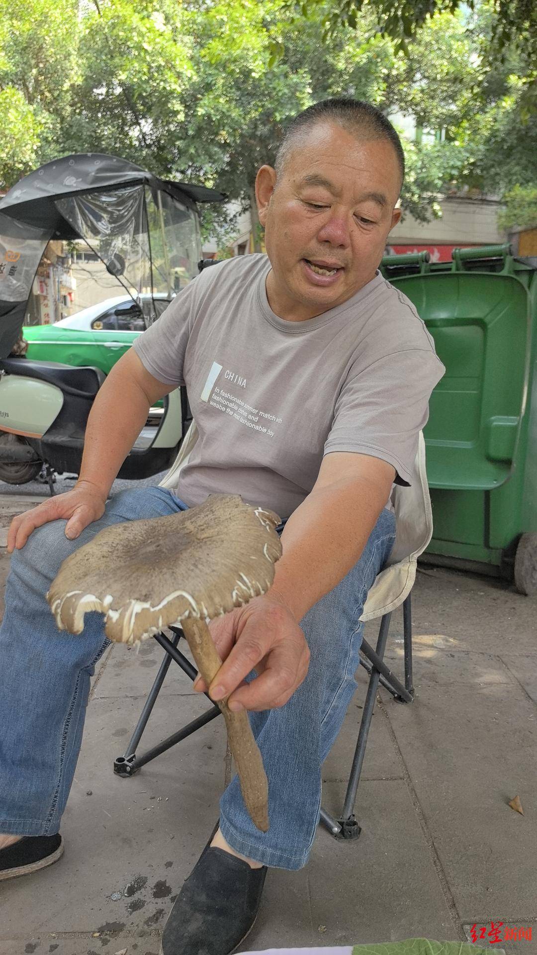 皇冠信用网在线开户_“天价”鸡枞调查:最贵卖到1800元/公斤!雨水少致产量低皇冠信用网在线开户,多地价高客少