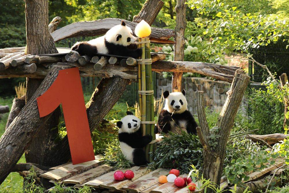 皇冠信用网账号注册
_在德出生的第二对大熊猫双胞胎迎来一岁生日