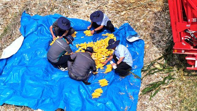 皇冠体育App下载_全国26家实验室参与皇冠体育App下载！由雷沃支持的这场“田间论剑”举行