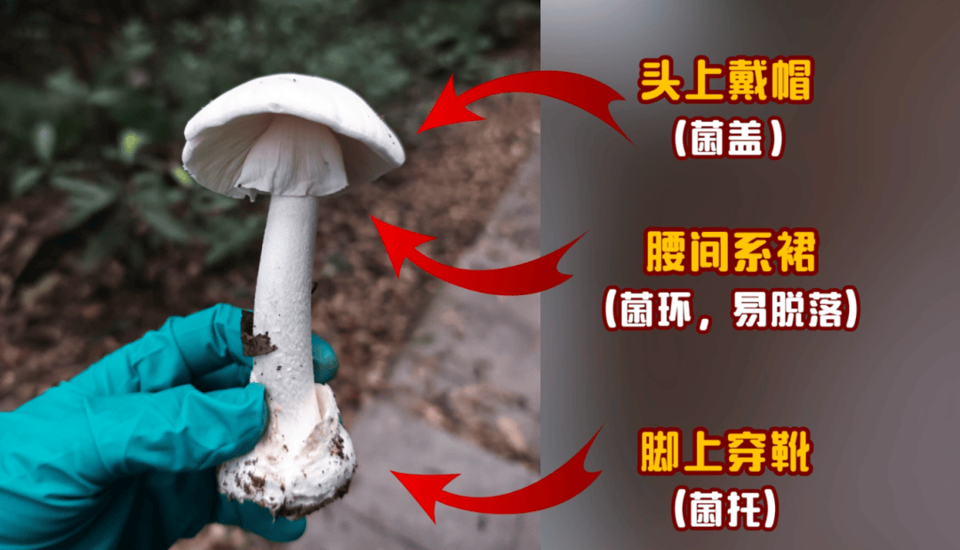 皇冠信用盘登2代理_网红发文悼念婆婆:吃了邻居送的蘑菇中毒皇冠信用盘登2代理,抢救四天四夜死亡!这些蘑菇避毒原则可能是陷阱→