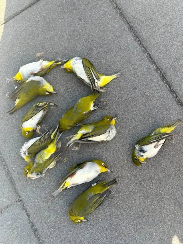皇冠信用網账号申请_北京一座大厦楼下躺了14只鸟皇冠信用網账号申请,12只已死亡!元凶竟是玻璃