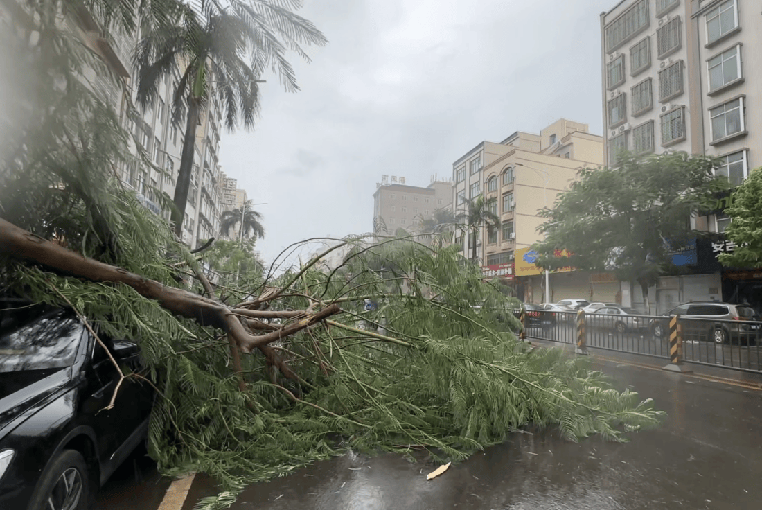 皇冠信用網会员开户申请_湛江徐闻实况:路边大树被强风刮倒皇冠信用網会员开户申请,车辆被砸!台风“麦德姆”即将登陆