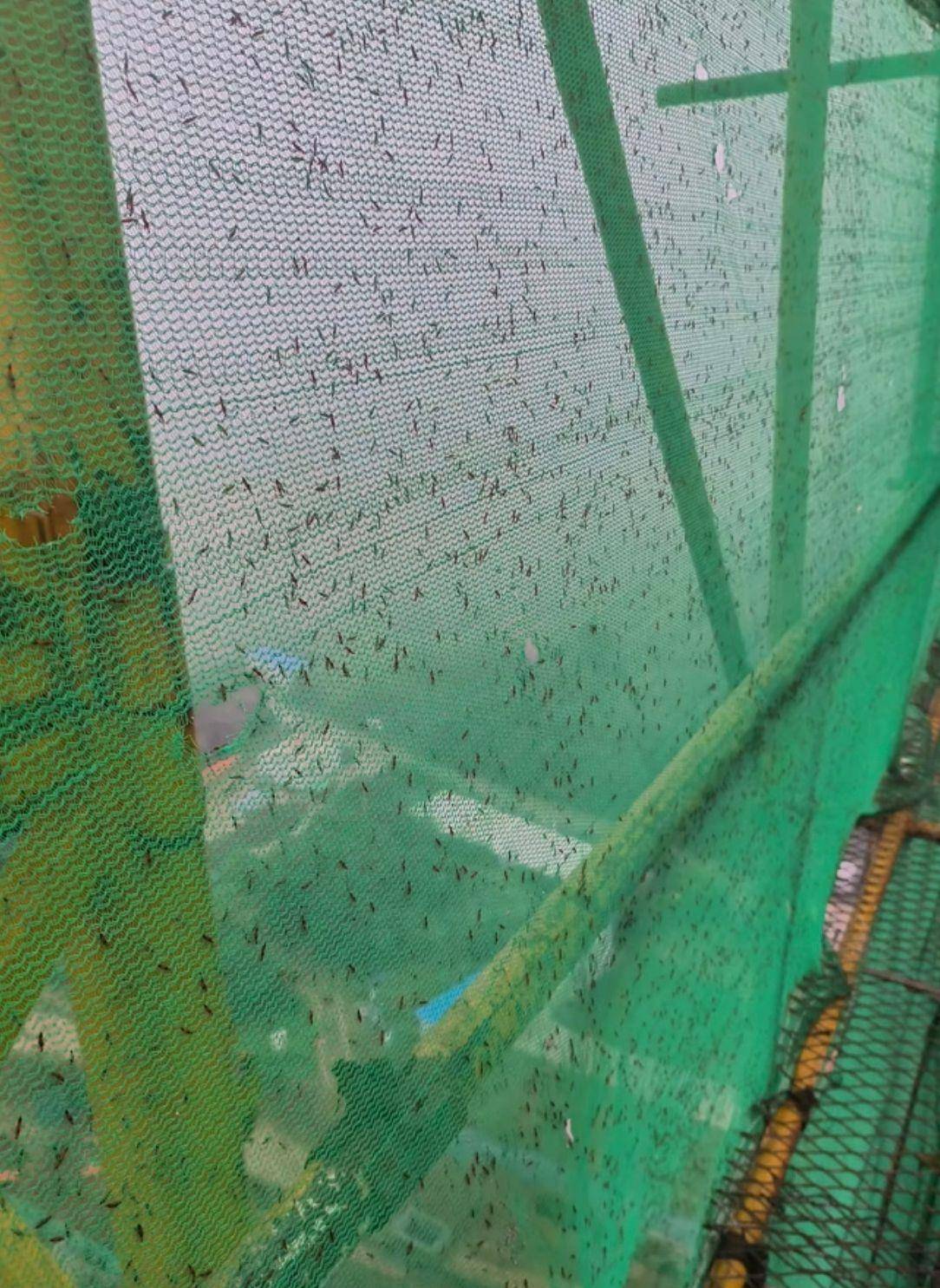 皇冠信用平台出租出售_河南多地现“行走的硫酸”:洛阳一工地脚手架密密麻麻全是皇冠信用平台出租出售,南阳4岁女童沾上它脖子红肿溃烂20余天未痊愈