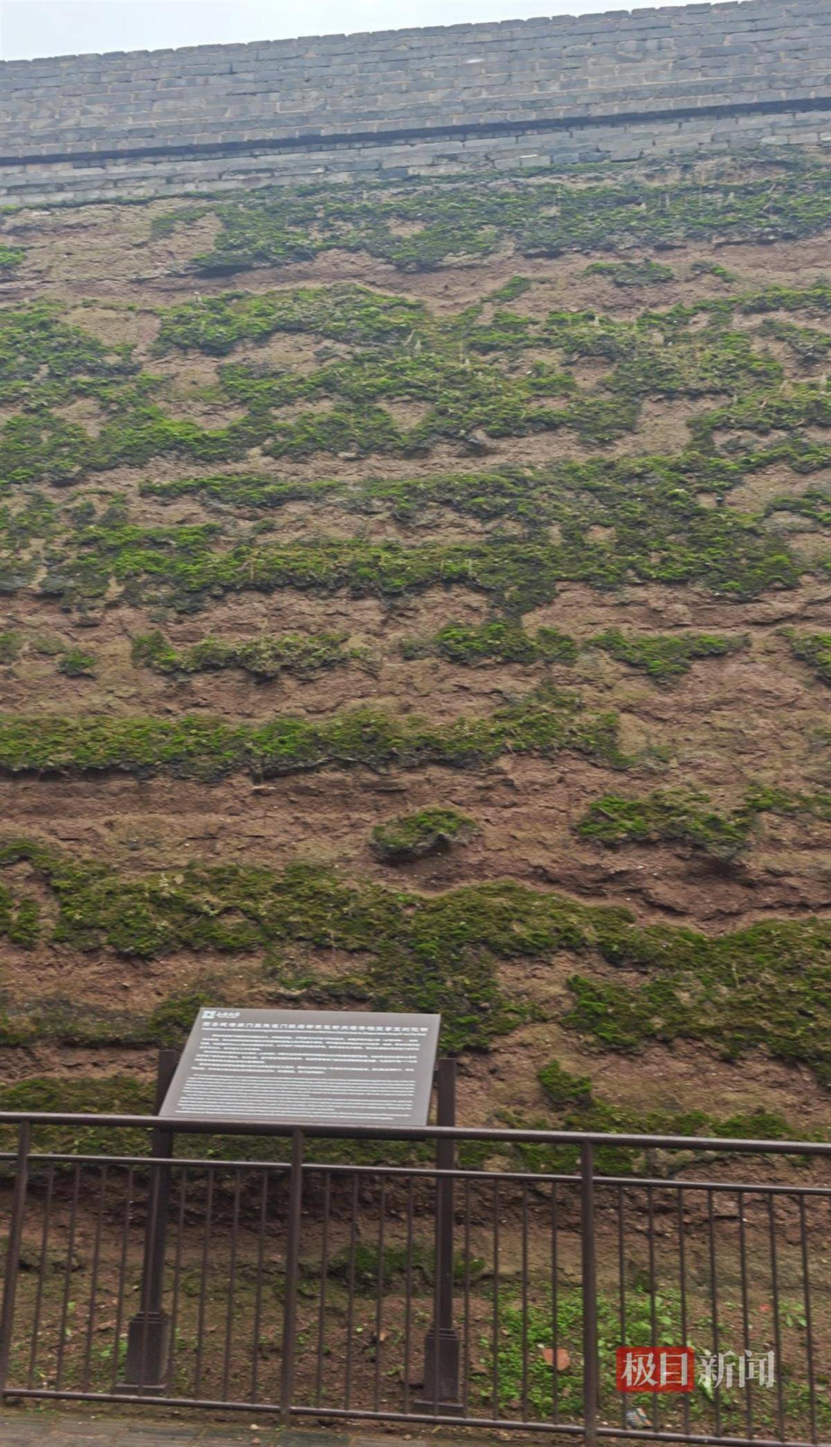 怎么开皇冠信用
_西安连续一个多月降雨遍地长蘑菇怎么开皇冠信用
,大雁塔受潮,城墙布满青苔,气象局解释成因