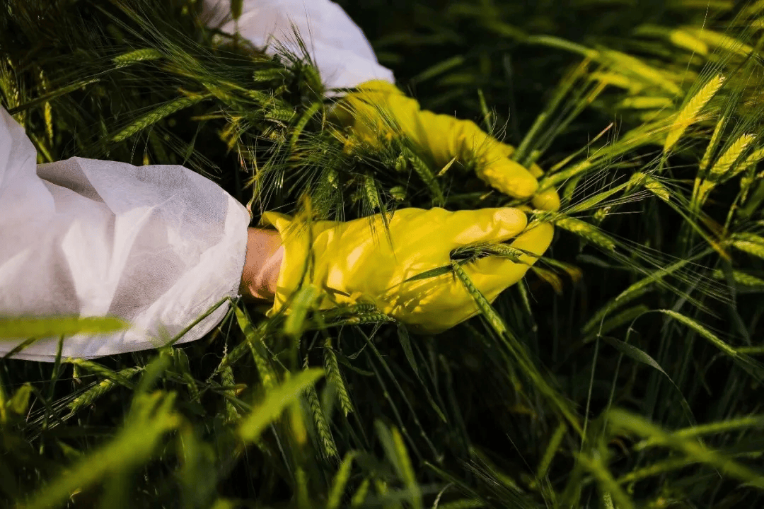 足球外盘在哪里可以买
_警惕足球外盘在哪里可以买
!田里有间谍