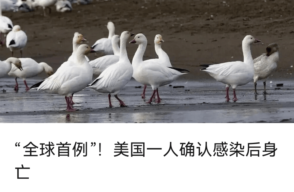 皇冠信用平台出租出售
_驻日美军基地毒蜘蛛“疑似外溢”