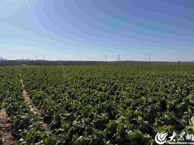 皇冠体育App下载
_山东青岛：全国首批“板蓝根白菜”喜获丰收皇冠体育App下载
，正式上市！首批10万棵已被上海采购商“包圆”