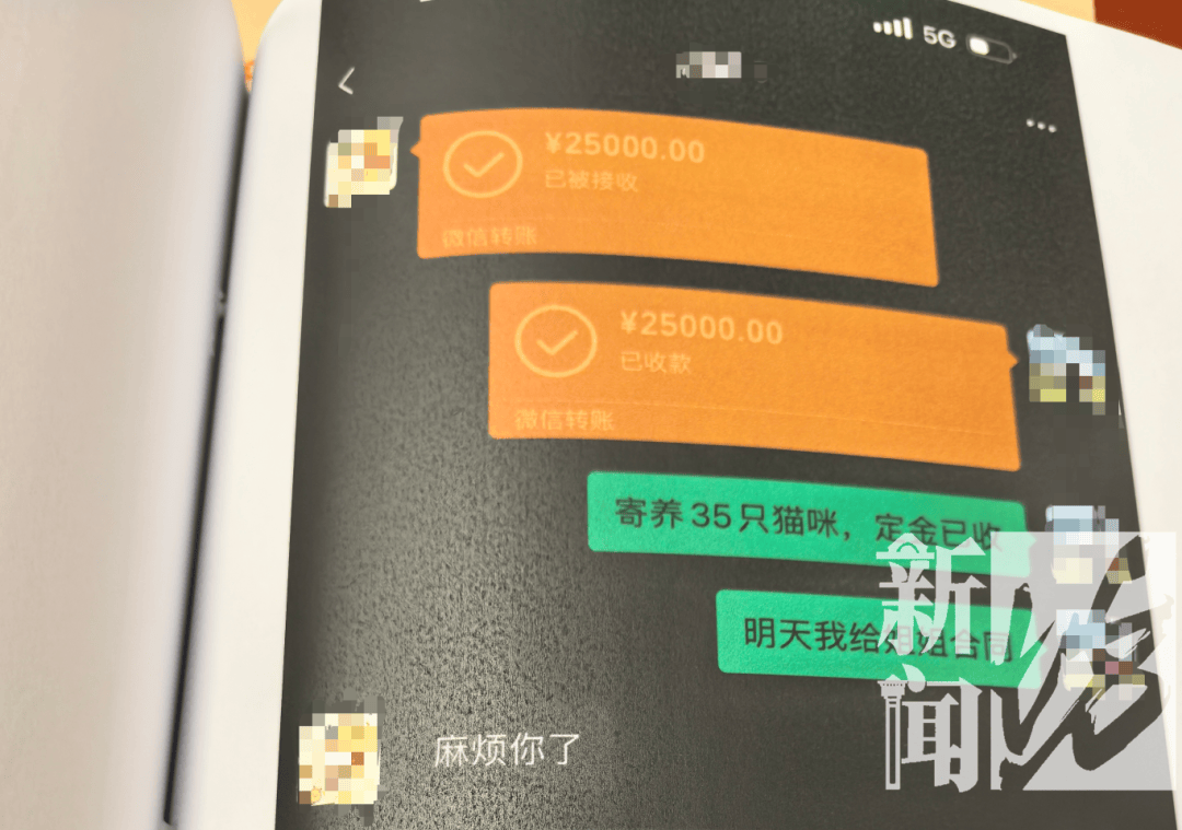 皇冠2登录welcome_上海一女子掏空公司3500万！养了上百只猫皇冠2登录welcome，还痴迷于“云祭祀”……